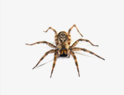 Spiders Removal