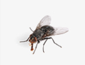 Flies Removal